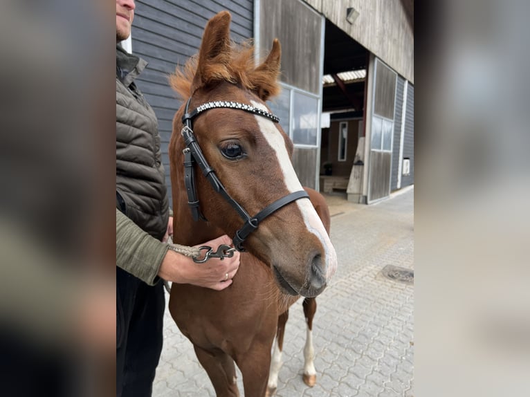 Pony tedesco Castrone 2 Anni 140 cm Red dun in Årslev