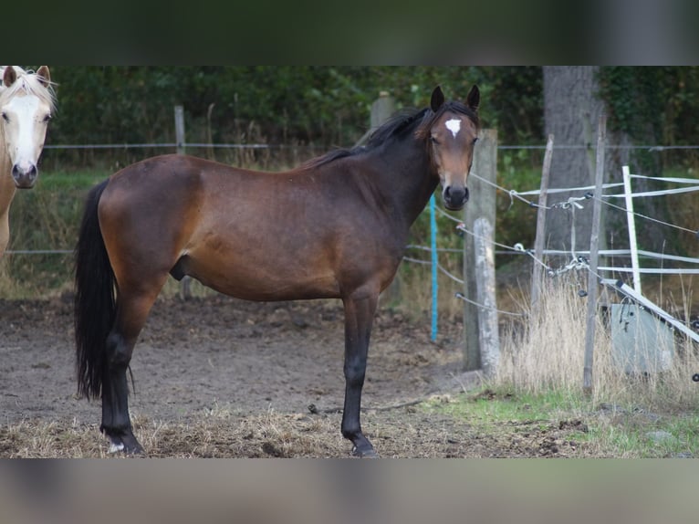 Pony tedesco Castrone 2 Anni 142 cm Baio scuro in Neuenkirchen-Vörden