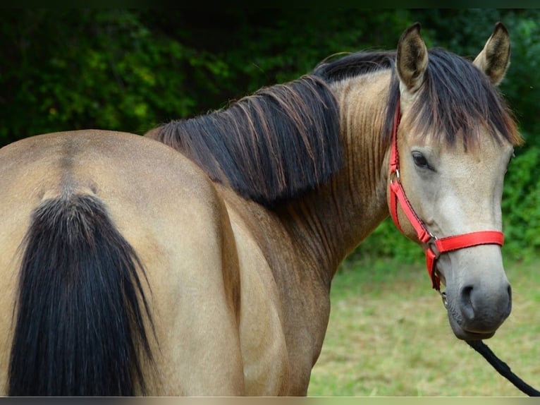 Pony tedesco Castrone 2 Anni 143 cm Pelle di daino in Meinhard
