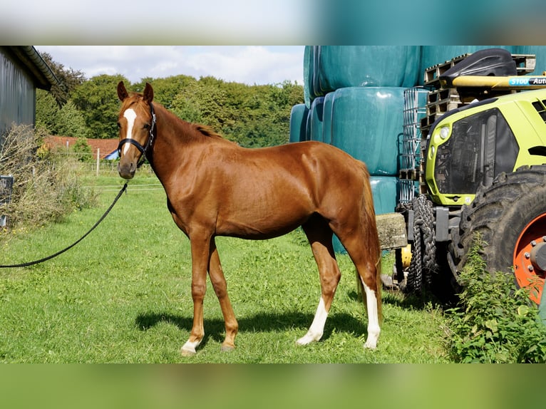 Pony tedesco Castrone 2 Anni 143 cm Sauro in Horneburg