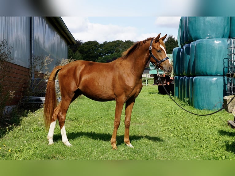 Pony tedesco Castrone 2 Anni 143 cm Sauro in Horneburg