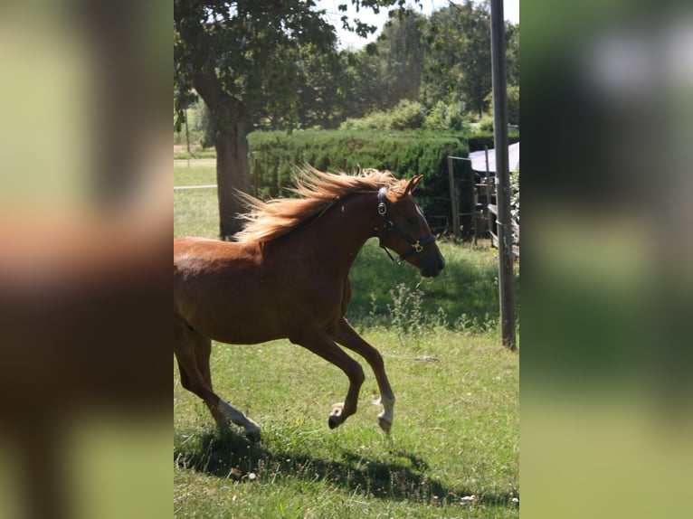 Pony tedesco Castrone 2 Anni 143 cm Sauro in SprockhövelSprockhövel
