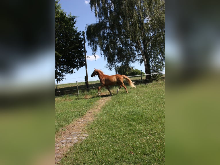 Pony tedesco Castrone 2 Anni 143 cm Sauro in SprockhövelSprockhövel