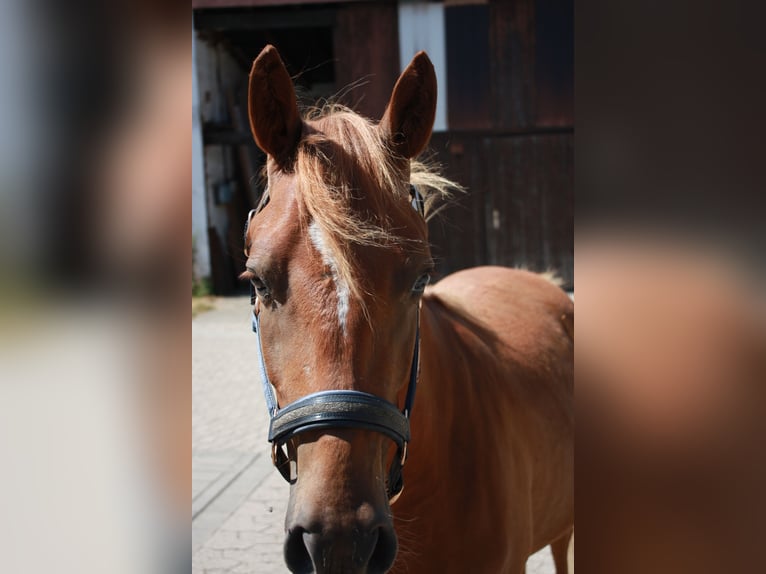 Pony tedesco Castrone 2 Anni 143 cm Sauro in SprockhövelSprockhövel