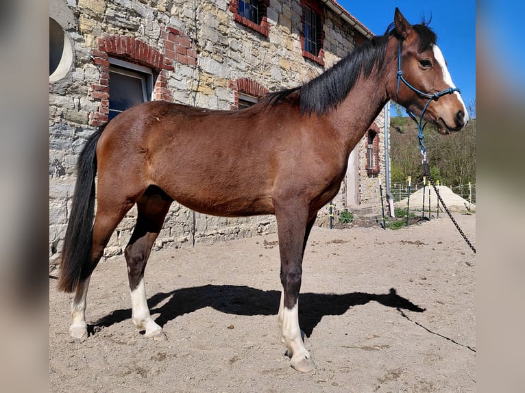 Pony tedesco Castrone 2 Anni 144 cm Baio in Warstein