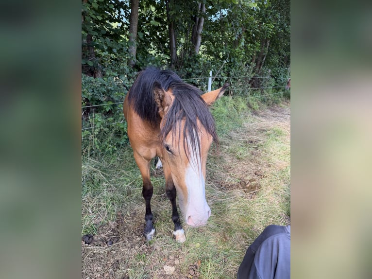 Pony tedesco Castrone 2 Anni 145 cm Pelle di daino in Ritterhude