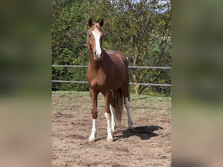 Pony tedesco Castrone 2 Anni 145 cm Sauro in Thüngen