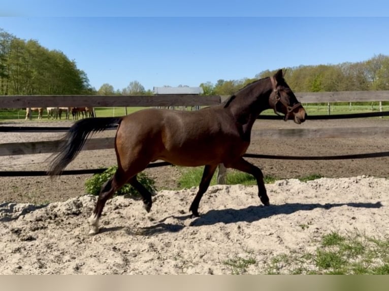 Pony tedesco Castrone 2 Anni 146 cm Baio scuro in Berge