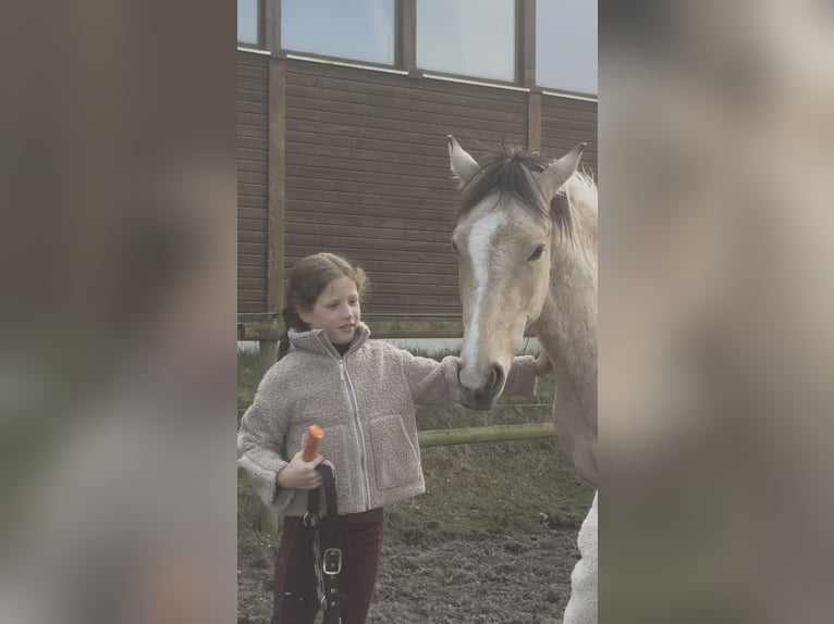 Pony tedesco Castrone 2 Anni 146 cm Falbo in Buchholz in der Nordheide