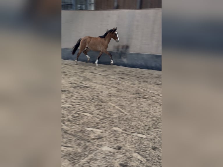 Pony tedesco Castrone 2 Anni 146 cm Falbo in Wegeleben