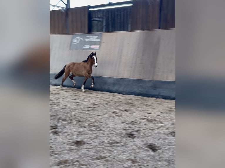 Pony tedesco Castrone 2 Anni 146 cm Falbo in Wegeleben