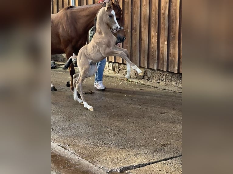 Pony tedesco Castrone 2 Anni 146 cm Falbo in Wegeleben