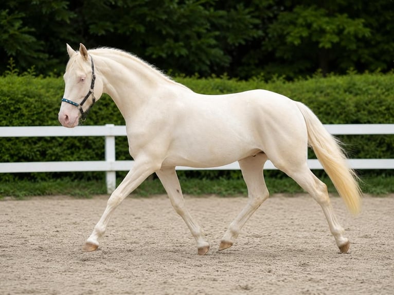 Pony tedesco Castrone 2 Anni 147 cm Cremello in Wassenberg