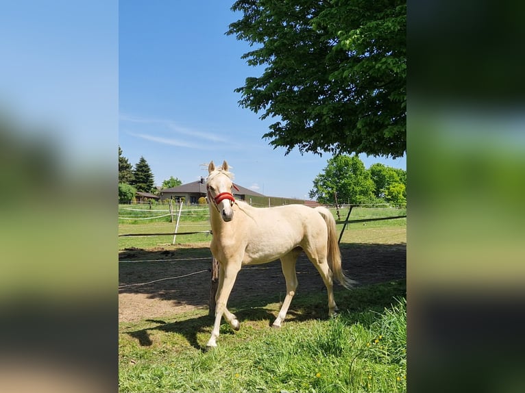 Pony tedesco Castrone 2 Anni 147 cm Palomino in Rommerskirchen