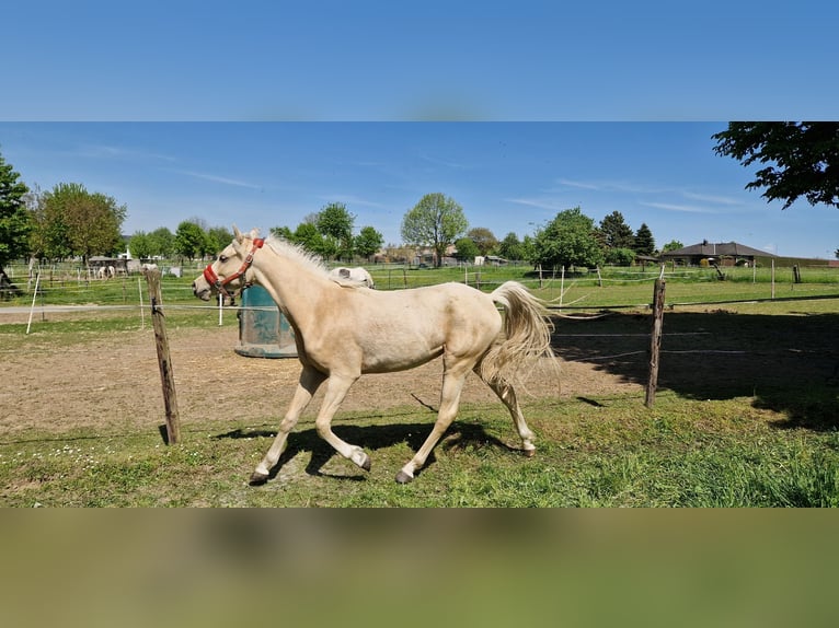 Pony tedesco Castrone 2 Anni 147 cm Palomino in Rommerskirchen