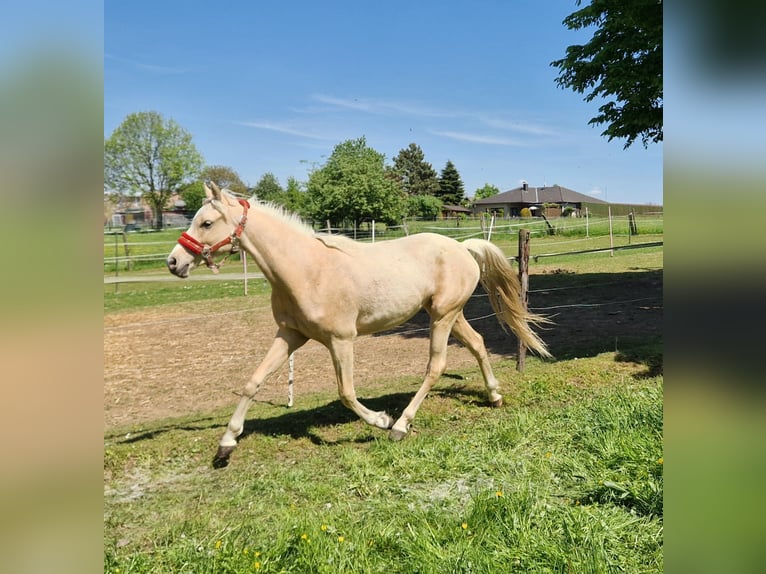 Pony tedesco Castrone 2 Anni 147 cm Palomino in Rommerskirchen
