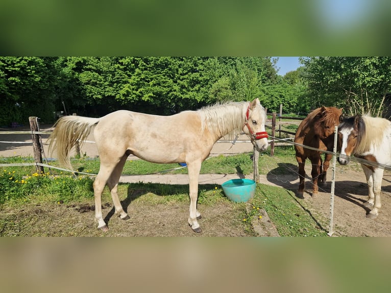 Pony tedesco Castrone 2 Anni 147 cm Palomino in Rommerskirchen