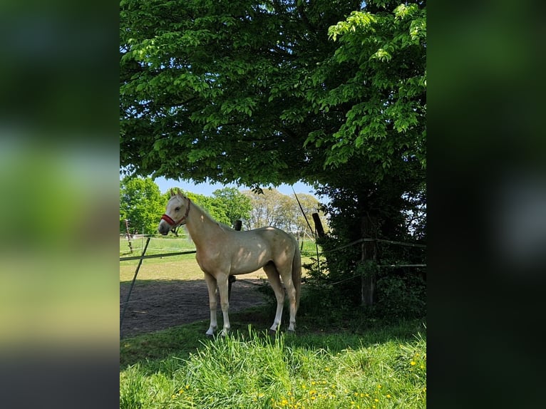 Pony tedesco Castrone 2 Anni 147 cm Palomino in Rommerskirchen