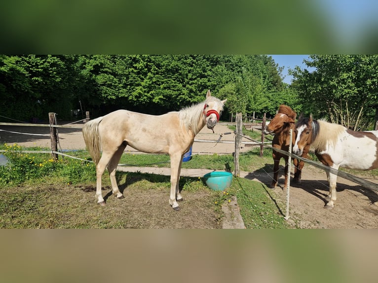 Pony tedesco Castrone 2 Anni 147 cm Palomino in Rommerskirchen