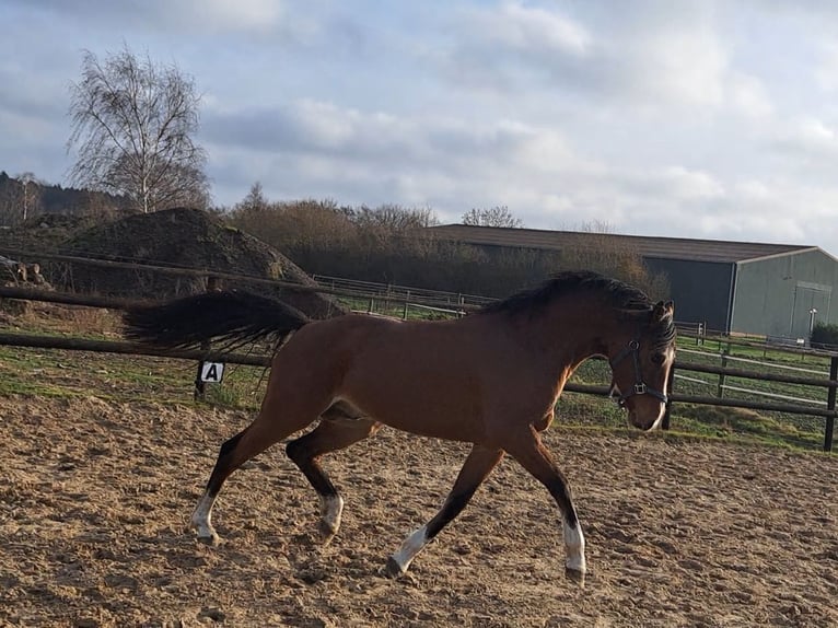 Pony tedesco Castrone 2 Anni 148 cm Baio in Dötlingen