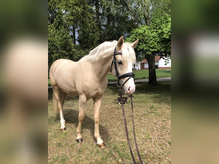 Pony tedesco Castrone 2 Anni 149 cm Palomino in Bebra