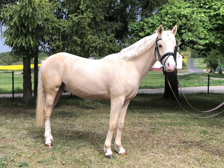 Pony tedesco Castrone 2 Anni 149 cm Palomino in Bebra