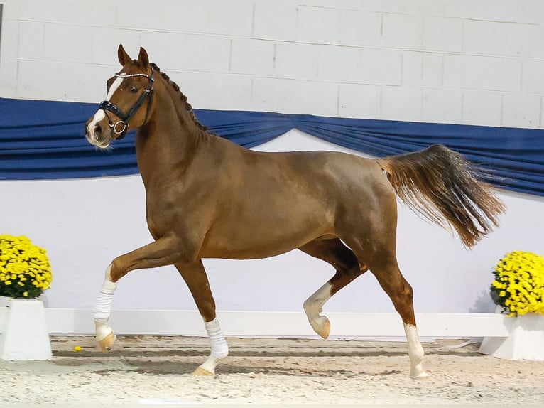 Pony tedesco Castrone 2 Anni 149 cm Sauro in Marsberg