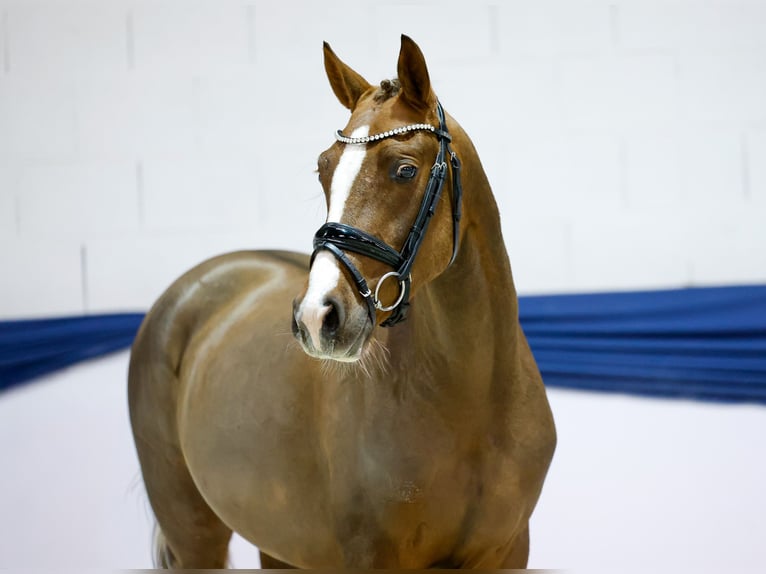 Pony tedesco Castrone 2 Anni 149 cm Sauro in Marsberg