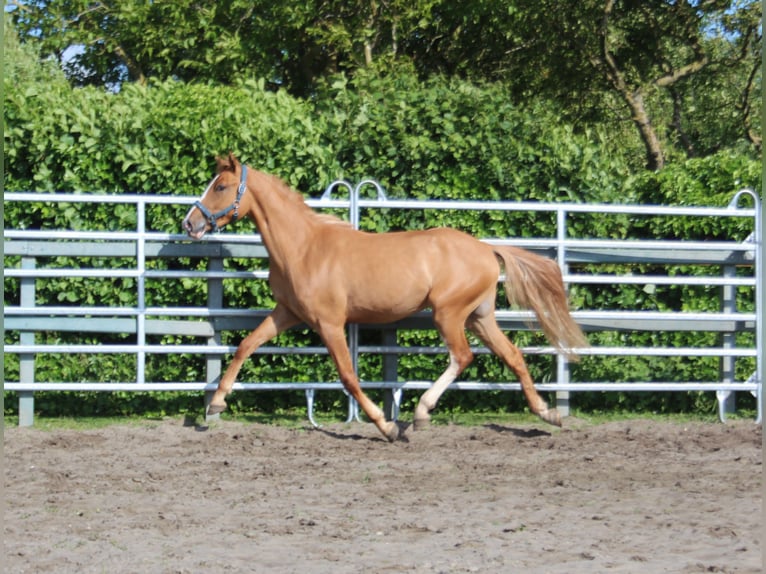 Pony tedesco Castrone 2 Anni 150 cm Red dun in Heemskerk