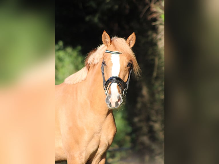 Pony tedesco Castrone 2 Anni 150 cm Red dun in Heemskerk