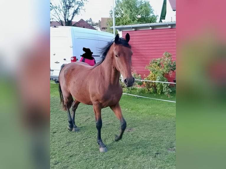 Pony tedesco Castrone 2 Anni 152 cm Baio in Obertrebra