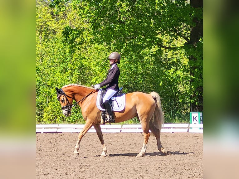 Pony tedesco Castrone 2 Anni 155 cm Palomino in Krüssau