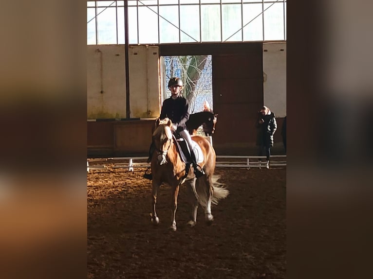 Pony tedesco Castrone 2 Anni 155 cm Palomino in Krüssau
