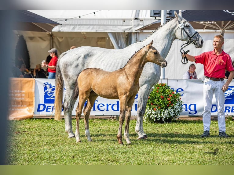 Pony tedesco Castrone 2 Anni 155 cm Pelle di daino in Hohenroth Pony tedesco Castrone 2 Anni 155 cm Pelle di daino in Hohenroth