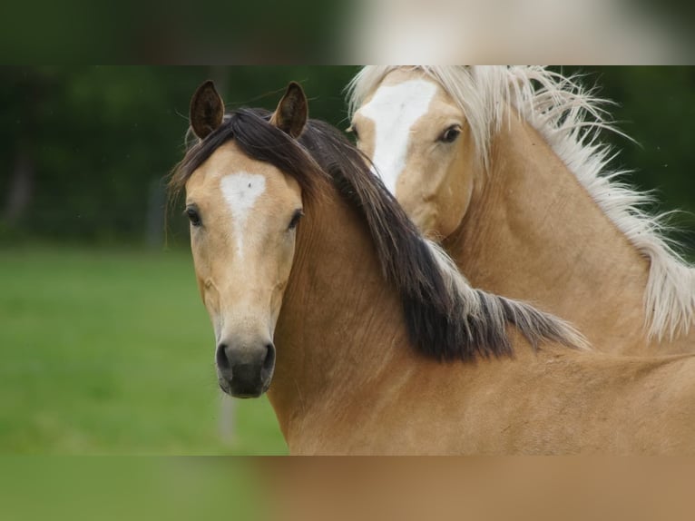 Pony tedesco Castrone 2 Anni  in Neuenkirchen-Vörden