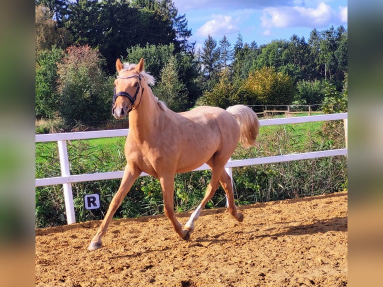 Pony tedesco Castrone 2 Anni Palomino in Ovelgönne