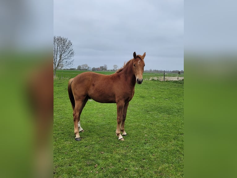 Pony tedesco Castrone 2 Anni Sauro in Nordholz