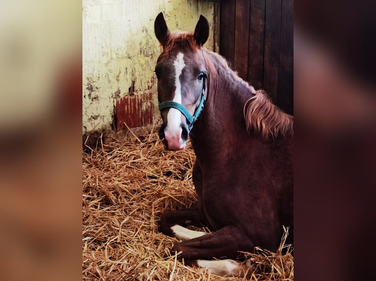 Pony tedesco Castrone 2 Anni Sauro scuro in Frankenberg (Eder)