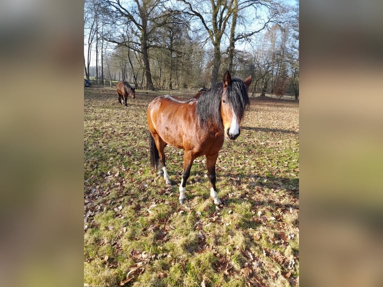 Pony tedesco Castrone 3 Anni 125 cm Baio in Friesoythe
