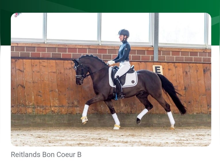 Pony tedesco Castrone 3 Anni 125 cm Baio scuro in Garrel