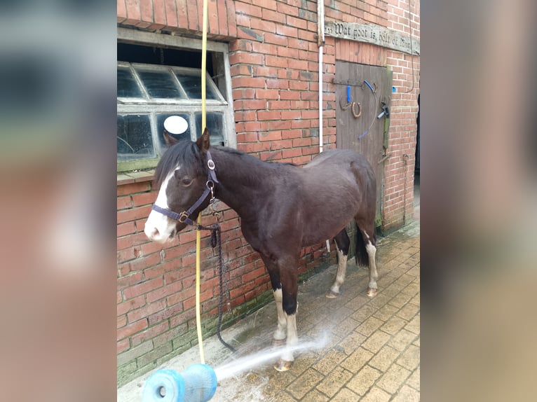Pony tedesco Castrone 3 Anni 125 cm Baio scuro in Garrel