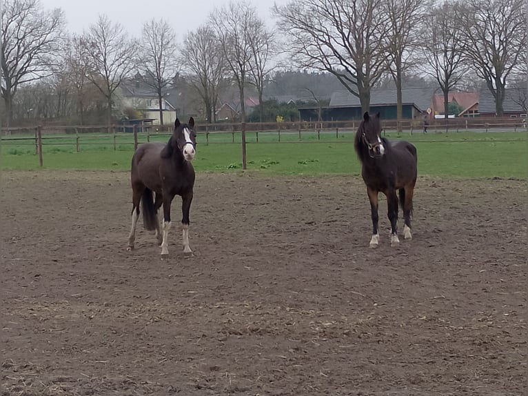 Pony tedesco Castrone 3 Anni 125 cm Baio scuro in Garrel
