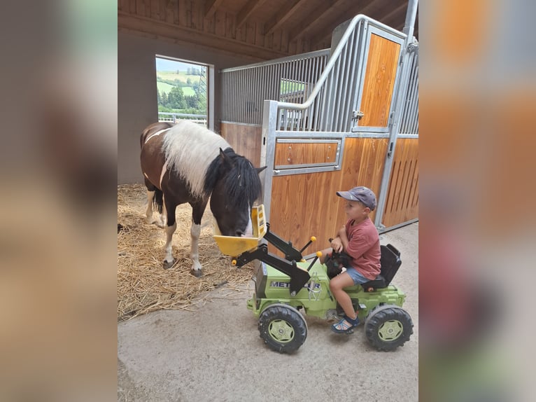 Pony tedesco Castrone 3 Anni 135 cm Pezzato in Bischofshofen
