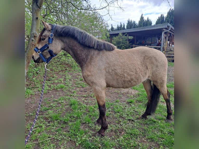 Pony tedesco Castrone 3 Anni 137 cm Falbo in Neustadt dosse