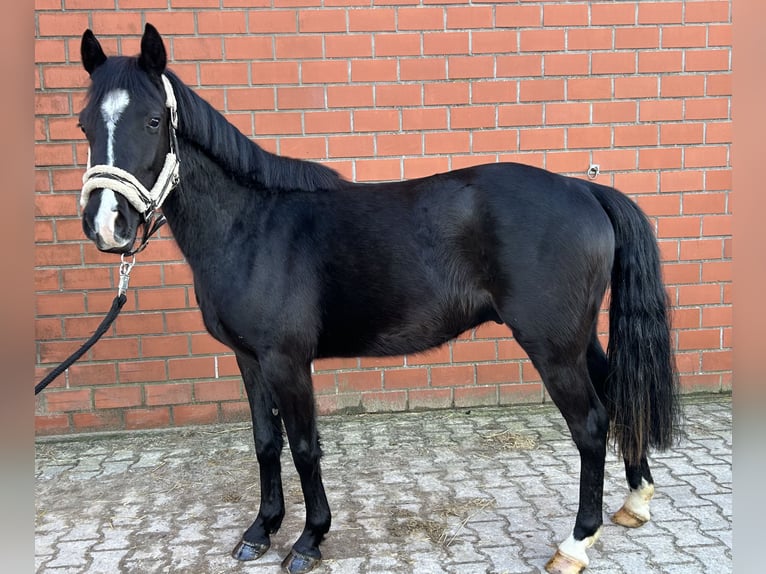 Pony tedesco Castrone 3 Anni 139 cm Morello in Greven