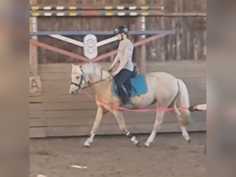 Pony tedesco Castrone 3 Anni 139 cm Palomino in Zarpen