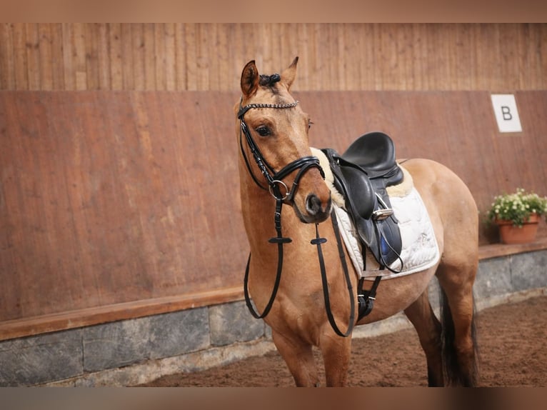 Pony tedesco Castrone 3 Anni 139 cm Pelle di daino in Buchholz in der Nordheide
