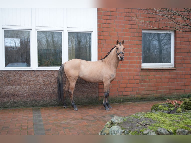 Pony tedesco Castrone 3 Anni 139 cm Pelle di daino in Buchholz in der Nordheide