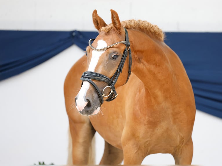 Pony tedesco Castrone 3 Anni 139 cm Sauro in Marsberg
