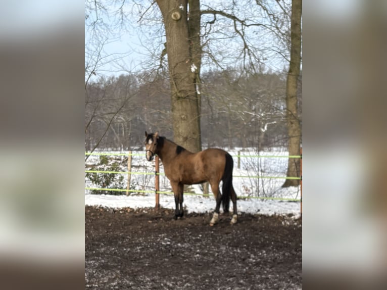 Pony tedesco Castrone 3 Anni 140 cm Falbo in FriesoytheFriesoythe